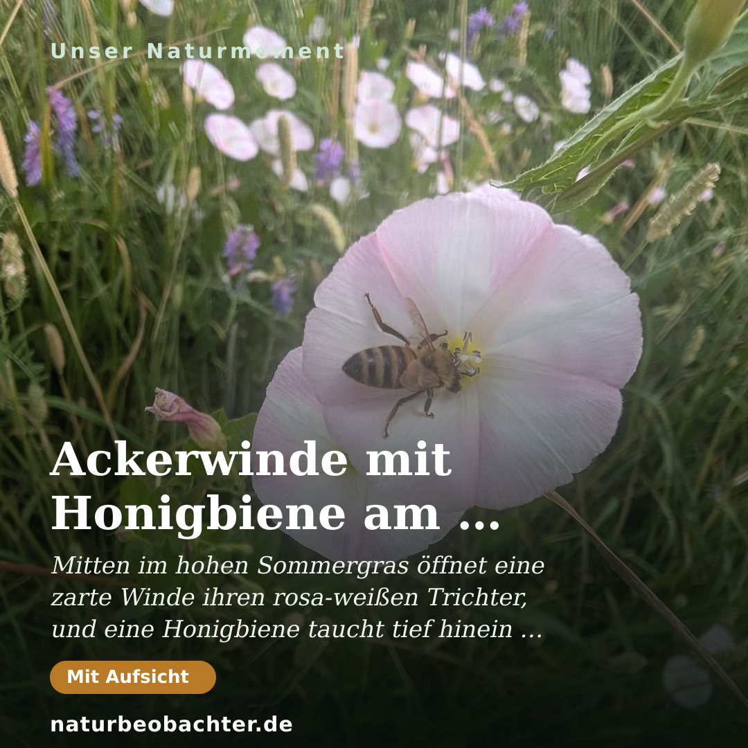 Druck-Vorschau: Ackerwinde mit Honigbiene am Feldrand im Sommer