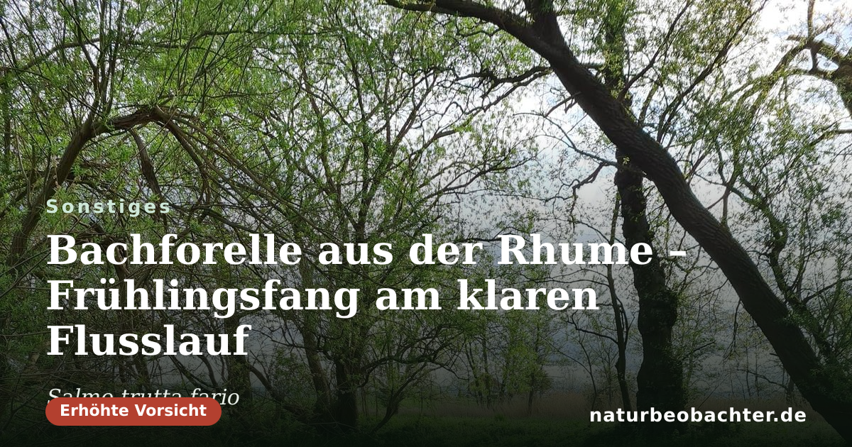 Vorschau der Teilen-Karte: Bachforelle aus der Rhume – Frühlingsfang am klaren Flusslauf