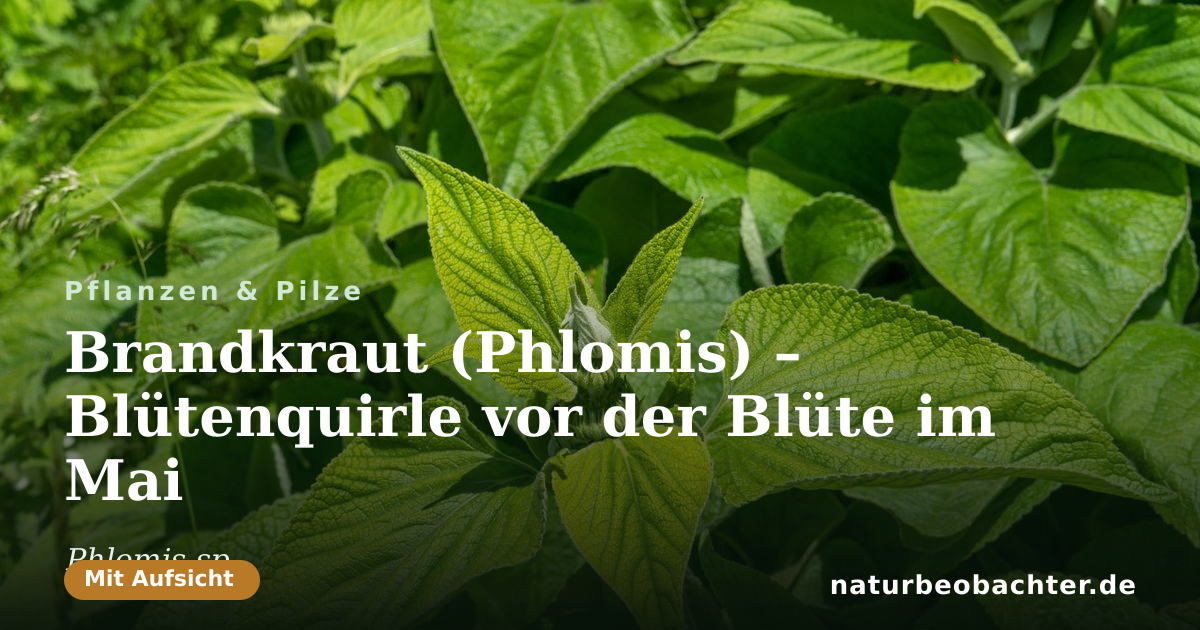 Vorschau der Teilen-Karte: Brandkraut (Phlomis) – Blütenquirle vor der Blüte im Mai