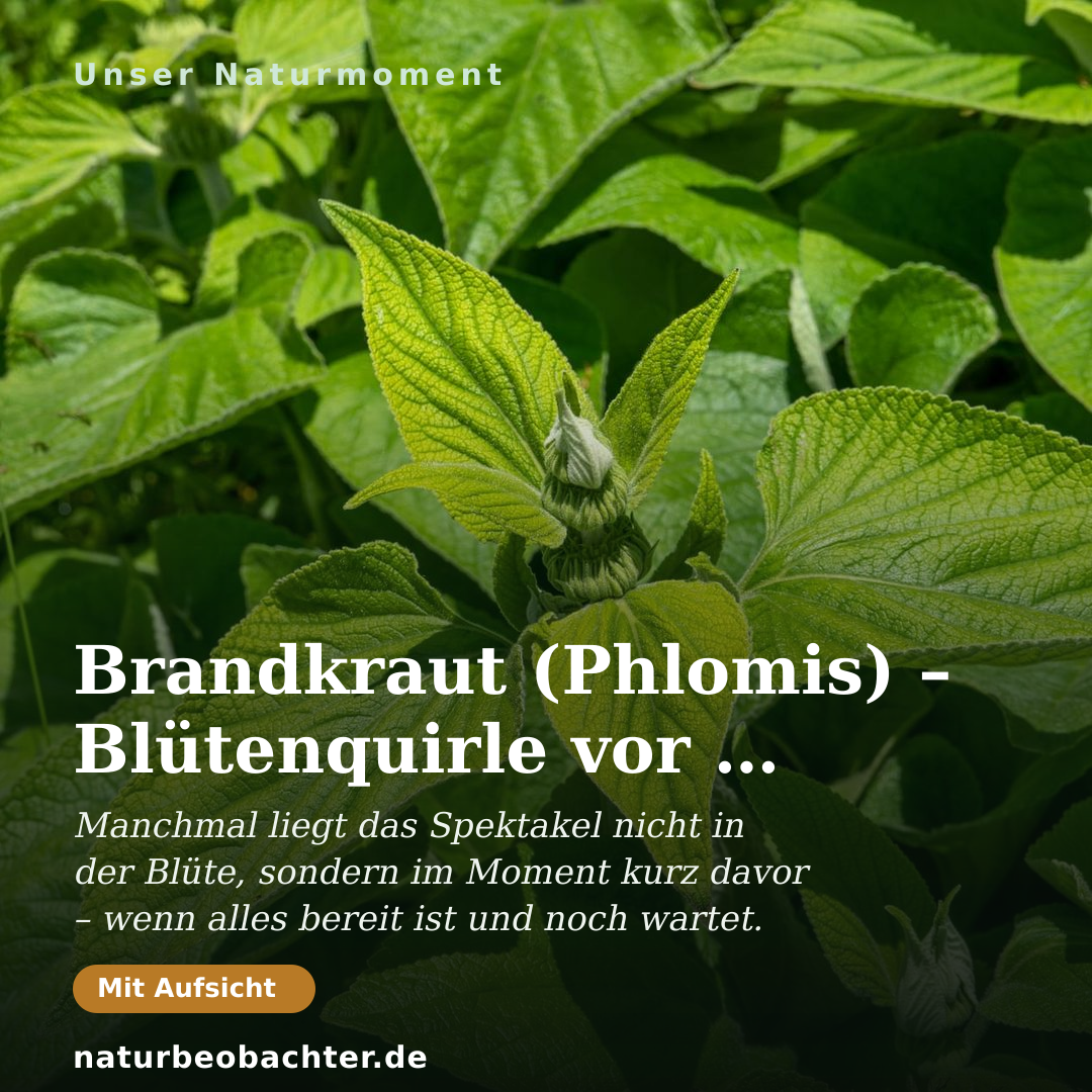 Druck-Vorschau: Brandkraut (Phlomis) – Blütenquirle vor der Blüte im Mai