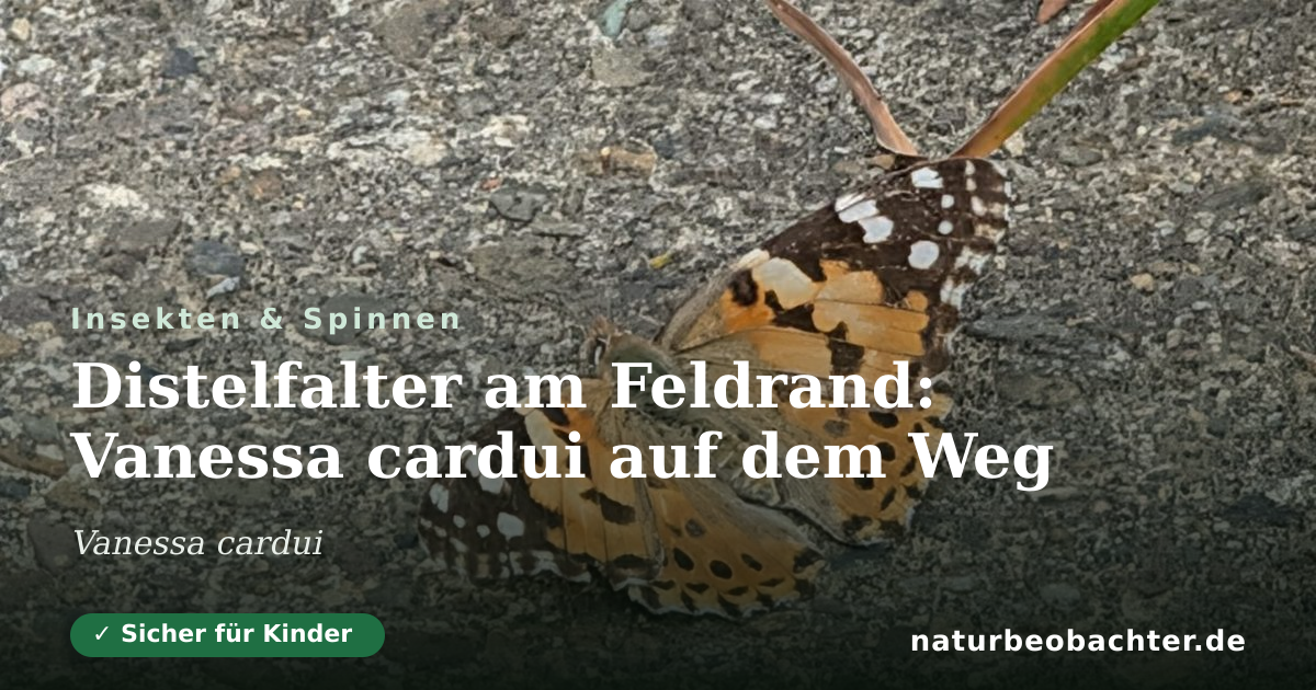 Vorschau der Teilen-Karte: Distelfalter am Feldrand: Vanessa cardui auf dem Weg