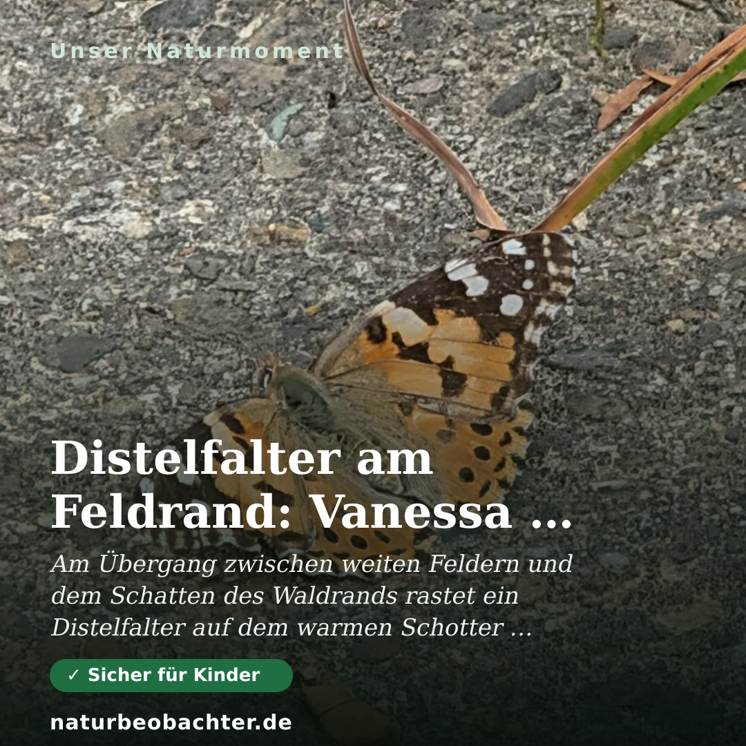 Druck-Vorschau: Distelfalter am Feldrand: Vanessa cardui auf dem Weg