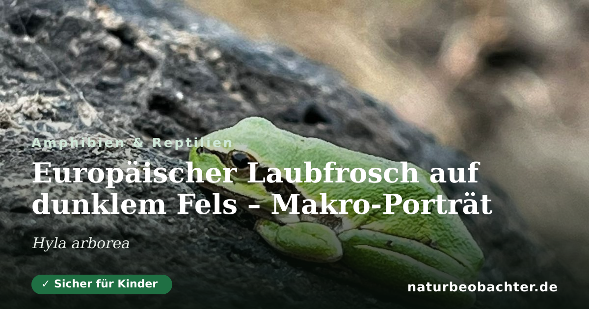 Vorschau der Teilen-Karte: Europäischer Laubfrosch auf dunklem Fels – Makro-Porträt