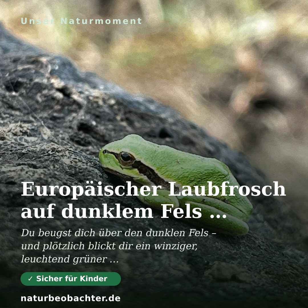 Druck-Vorschau: Europäischer Laubfrosch auf dunklem Fels – Makro-Porträt