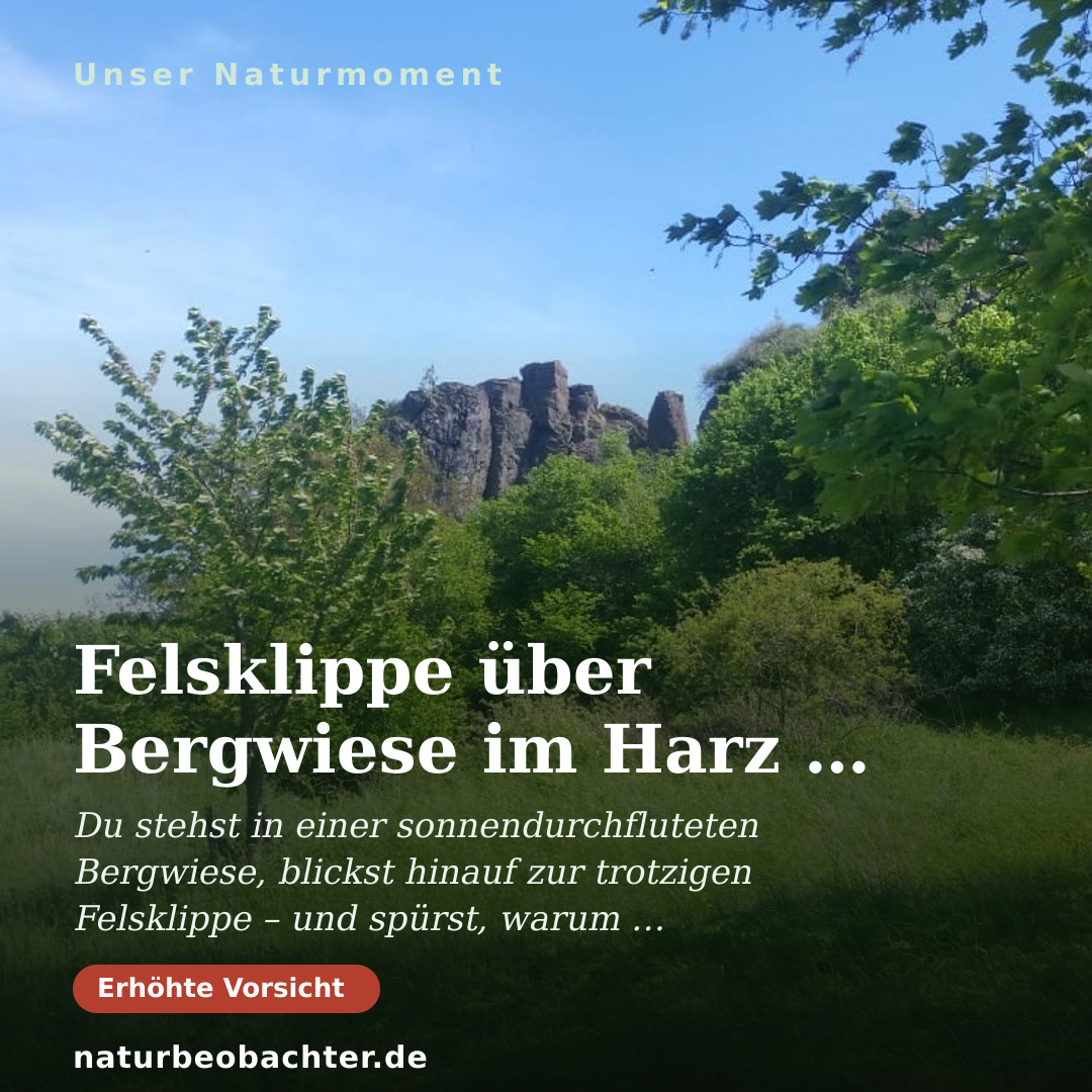Druck-Vorschau: Felsklippe über Bergwiese im Harz bei Sieber