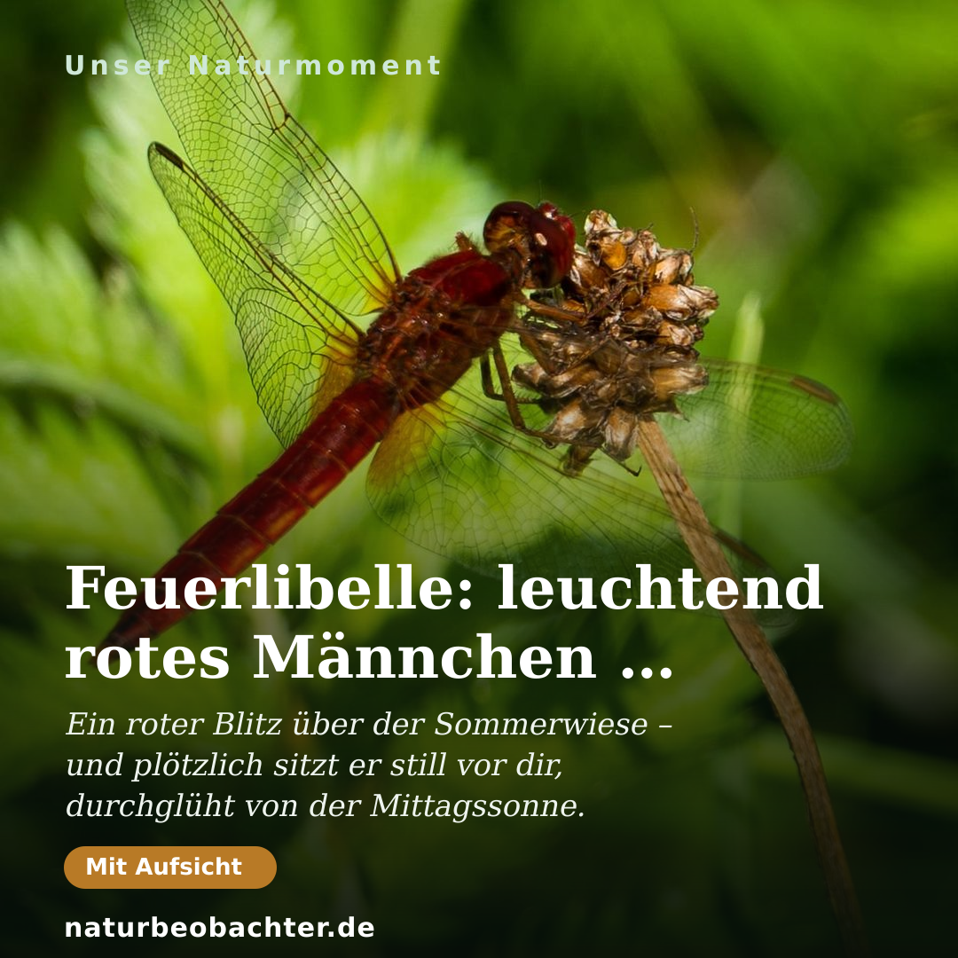 Druck-Vorschau: Feuerlibelle: leuchtend rotes Männchen im Sommer-Makro