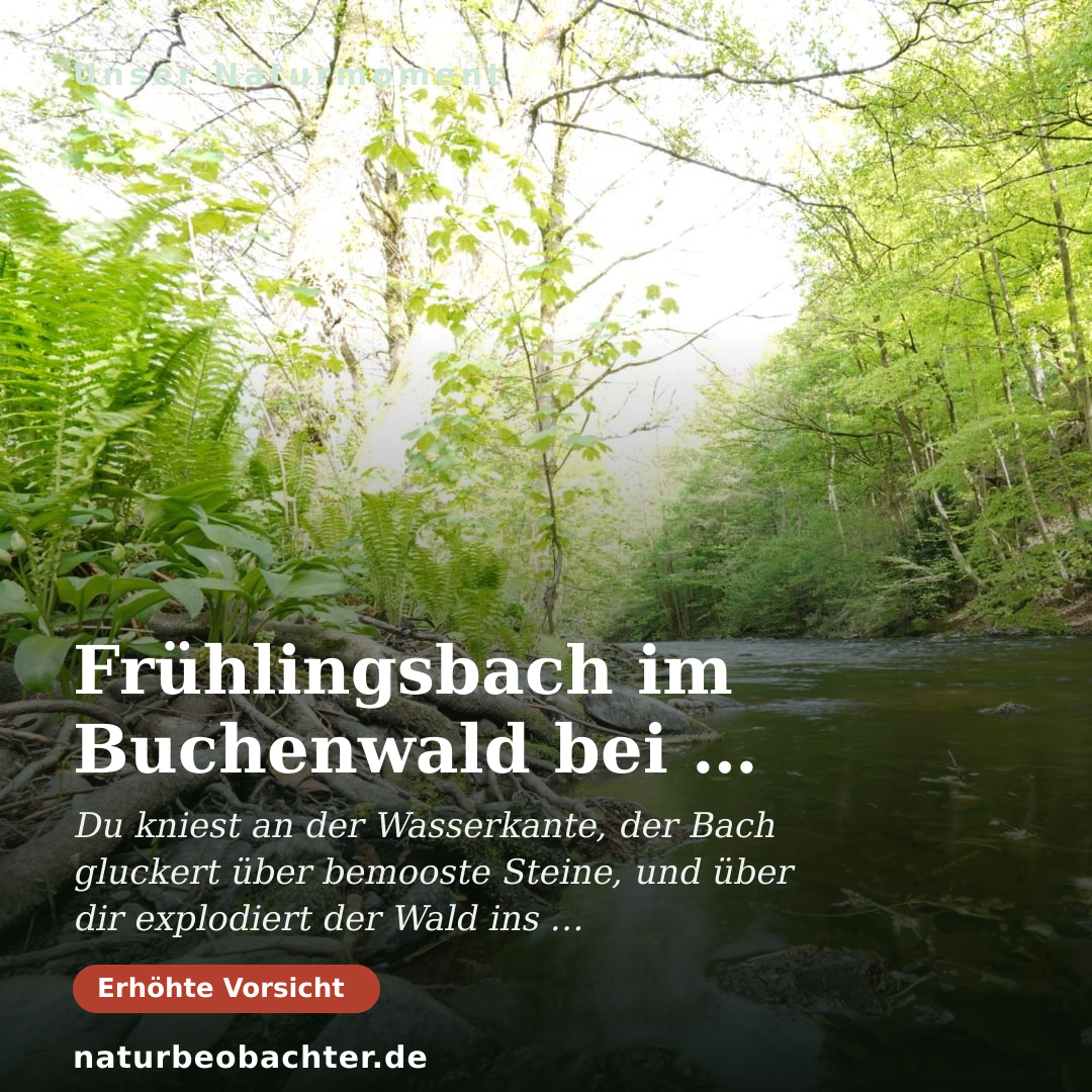 Druck-Vorschau: Frühlingsbach im Buchenwald bei Niemetal – Weitwinkel