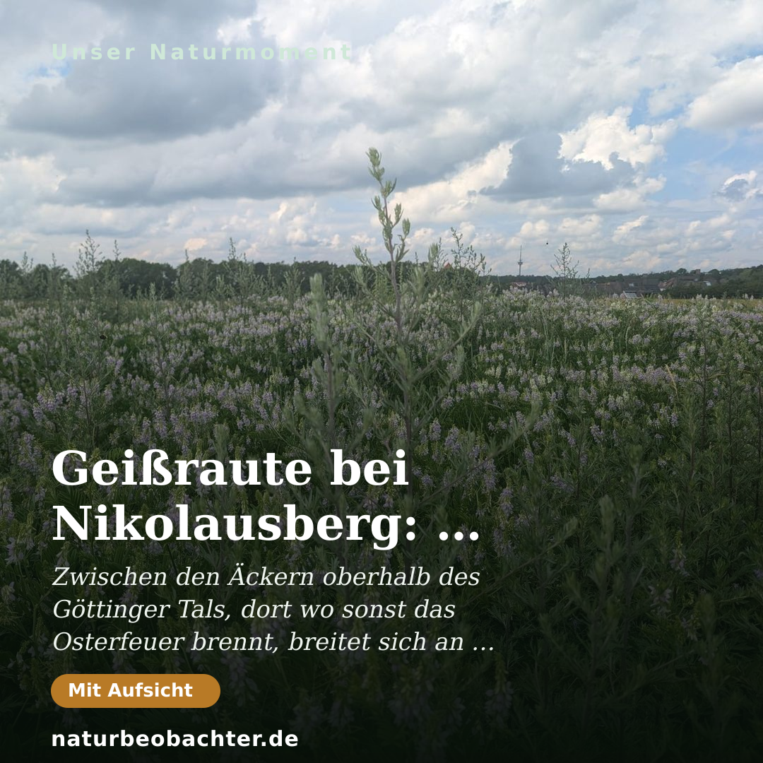 Druck-Vorschau: Geißraute bei Nikolausberg: Lila Blütenmeer am Feldweg