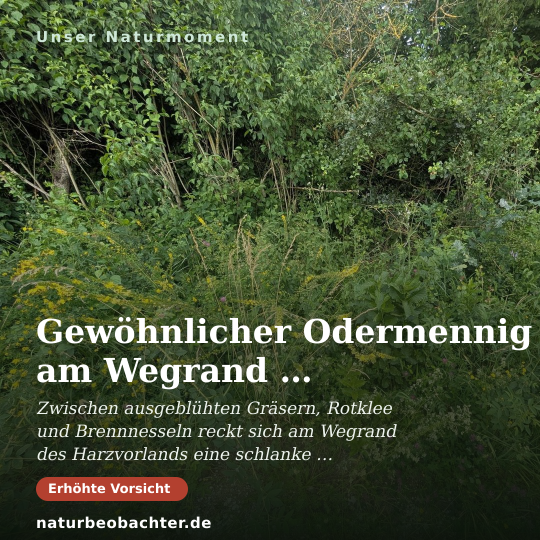 Druck-Vorschau: Gewöhnlicher Odermennig am Wegrand im Harzvorland