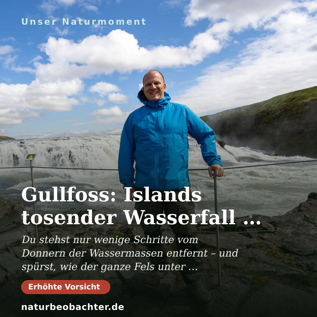 Druck-Vorschau: Gullfoss: Islands tosender Wasserfall im Sommerlicht