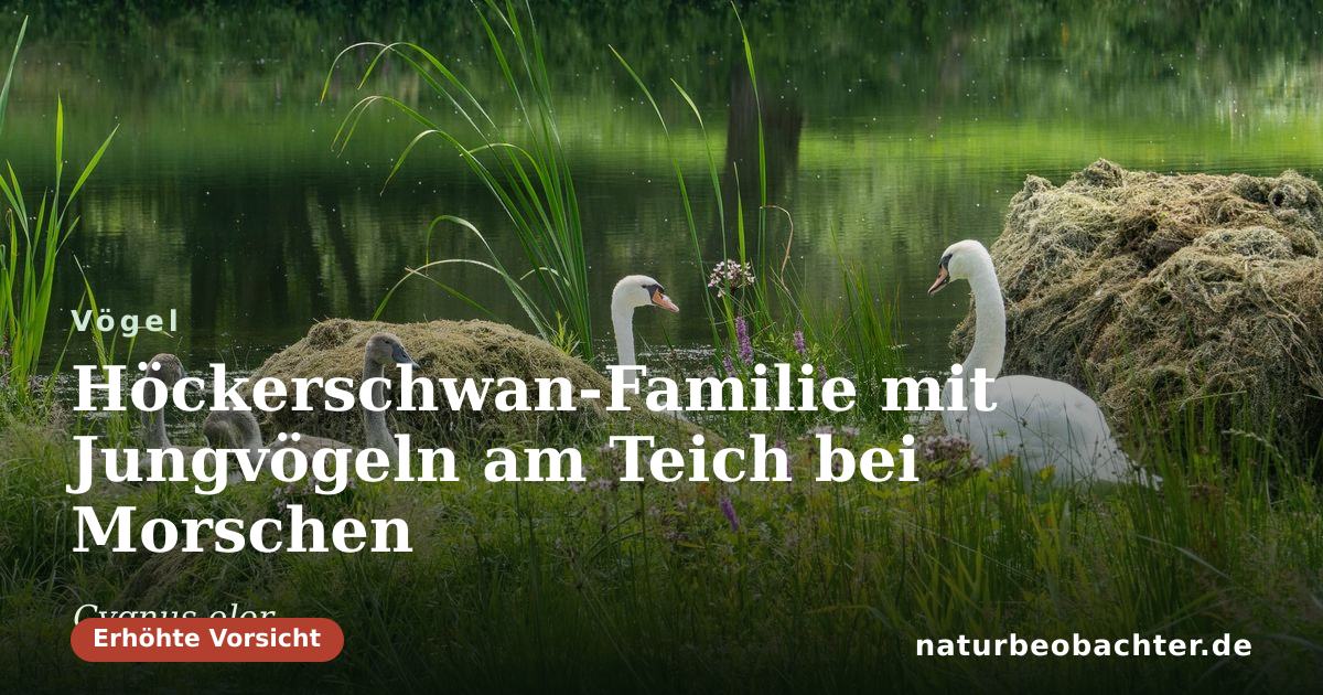 Vorschau der Teilen-Karte: Höckerschwan-Familie mit Jungvögeln am Teich bei Morschen