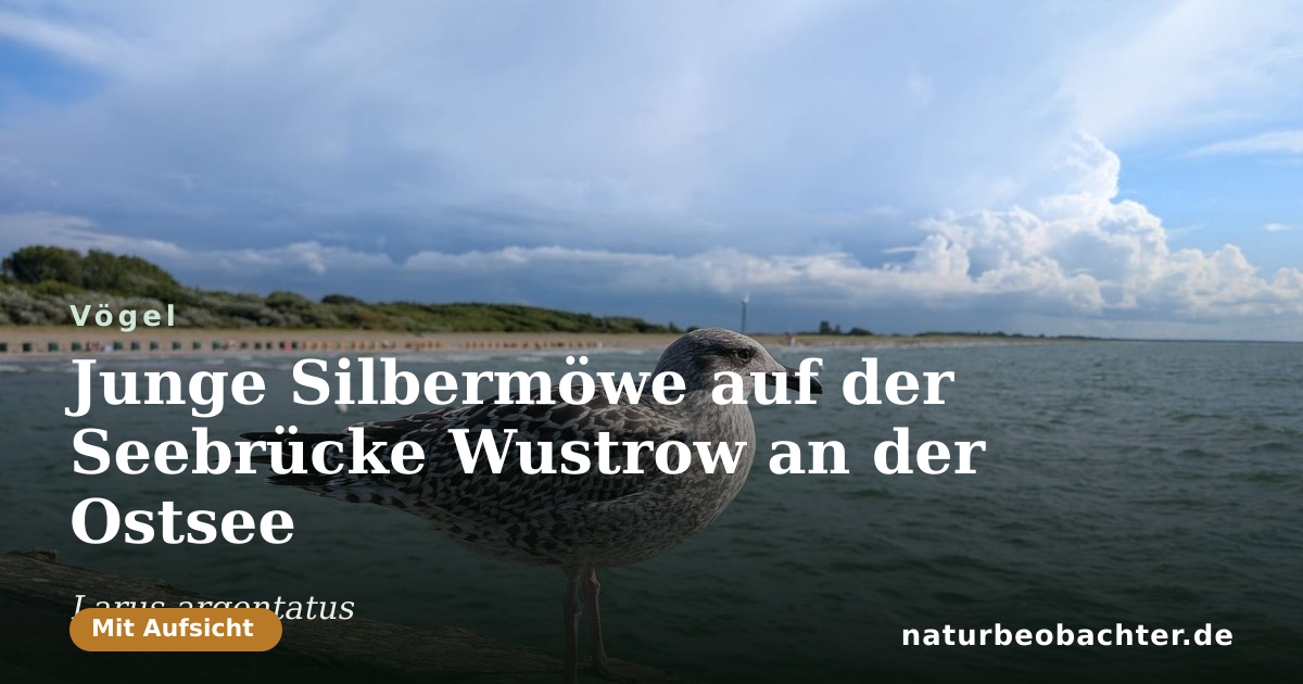 Vorschau der Teilen-Karte: Junge Silbermöwe auf der Seebrücke Wustrow an der Ostsee
