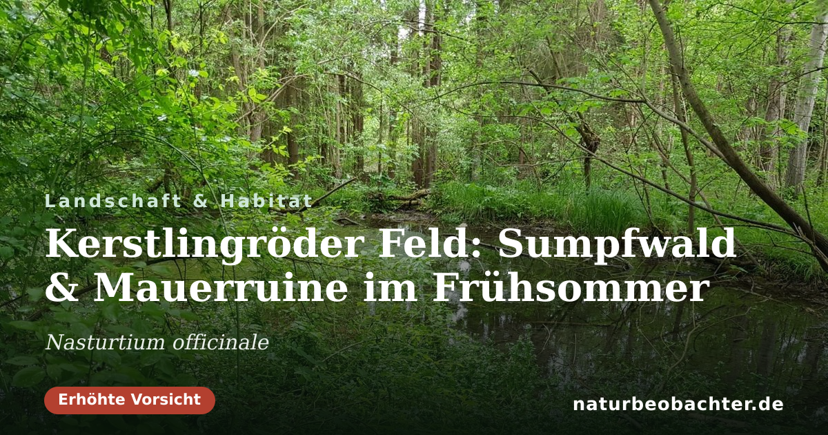 Vorschau der Teilen-Karte: Kerstlingröder Feld: Sumpfwald & Mauerruine im Frühsommer