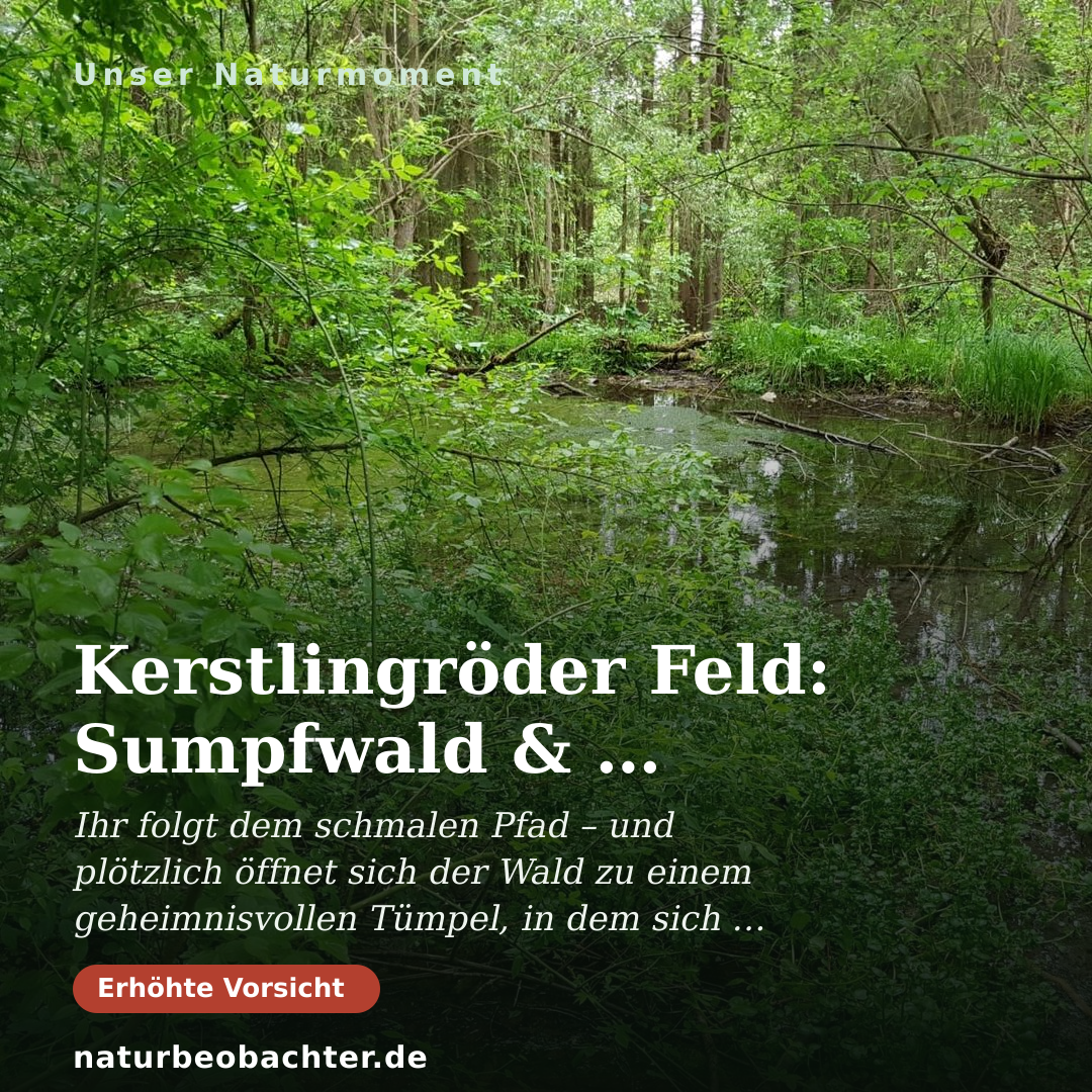 Druck-Vorschau: Kerstlingröder Feld: Sumpfwald & Mauerruine im Frühsommer