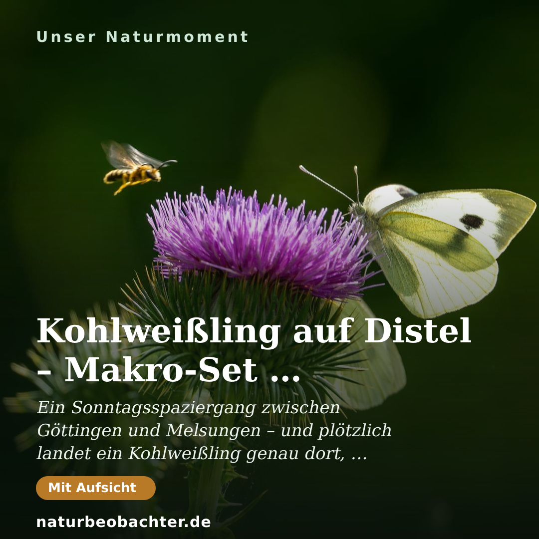 Druck-Vorschau: Kohlweißling auf Distel – Makro-Set aus Gensungen