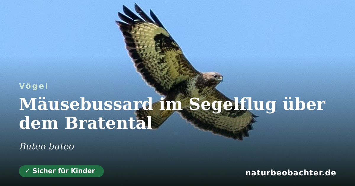 Vorschau der Teilen-Karte: Mäusebussard im Segelflug über dem Bratental
