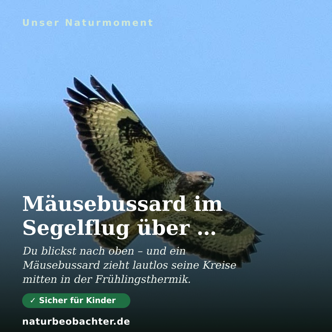 Druck-Vorschau: Mäusebussard im Segelflug über dem Bratental