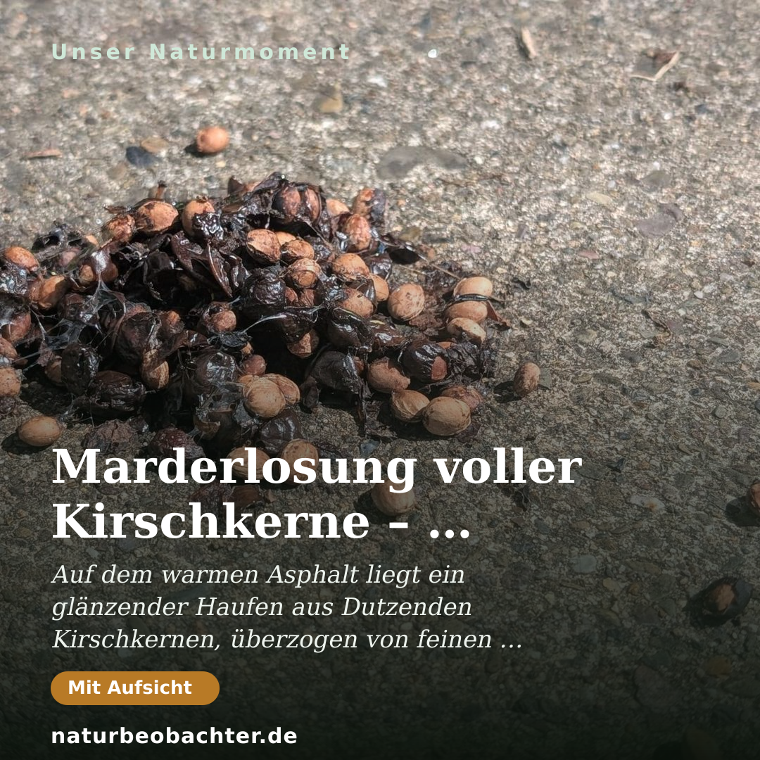 Druck-Vorschau: Marderlosung voller Kirschkerne – Sommerkot im Detail