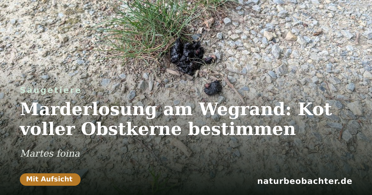 Vorschau der Teilen-Karte: Marderlosung am Wegrand: Kot voller Obstkerne bestimmen