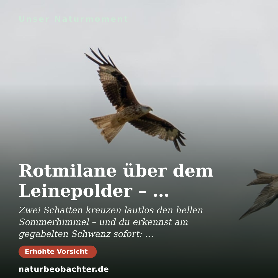 Druck-Vorschau: Rotmilane über dem Leinepolder – Greifvögel im Flug