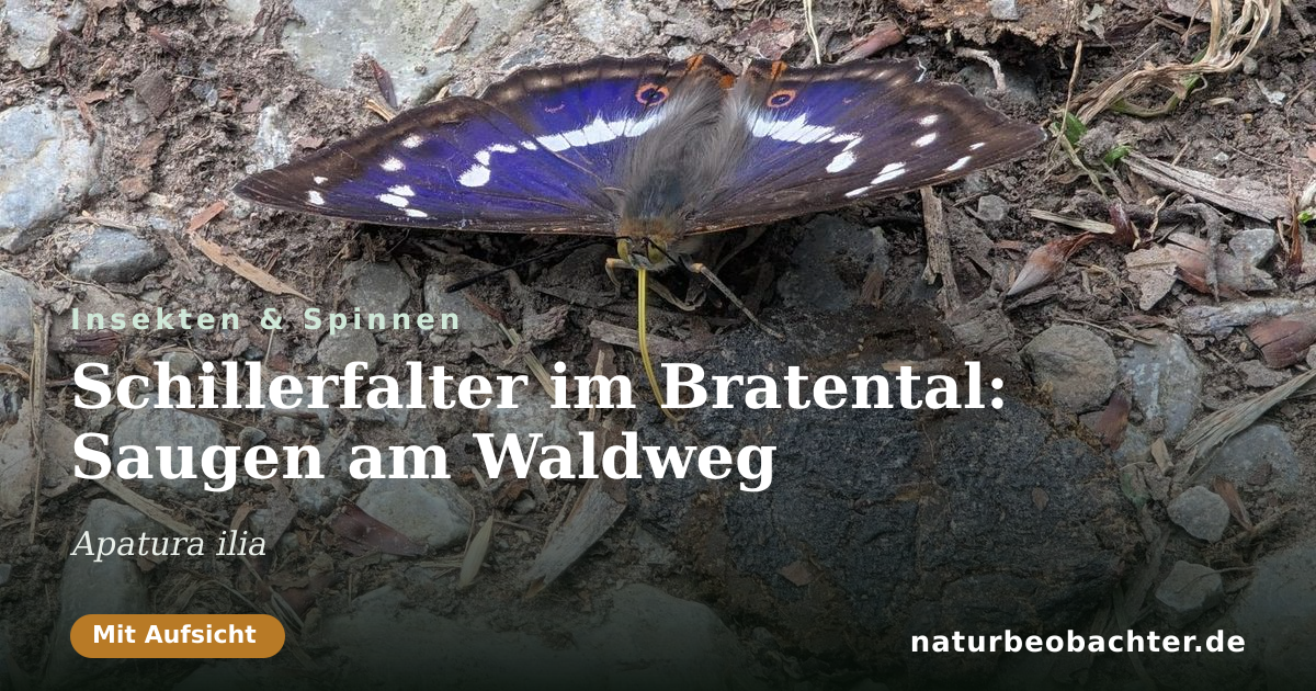 Vorschau der Teilen-Karte: Schillerfalter im Bratental: Saugen am Waldweg
