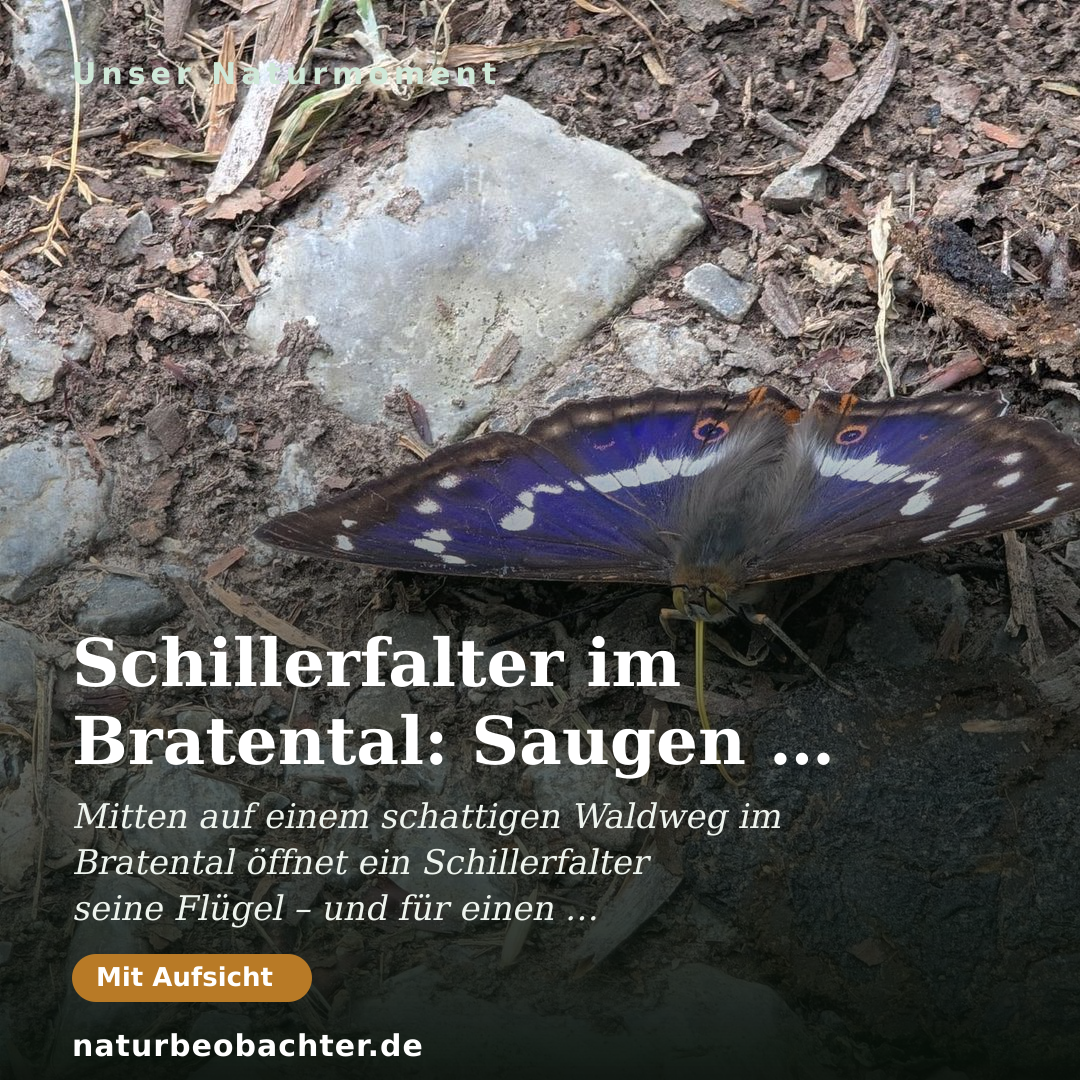 Druck-Vorschau: Schillerfalter im Bratental: Saugen am Waldweg