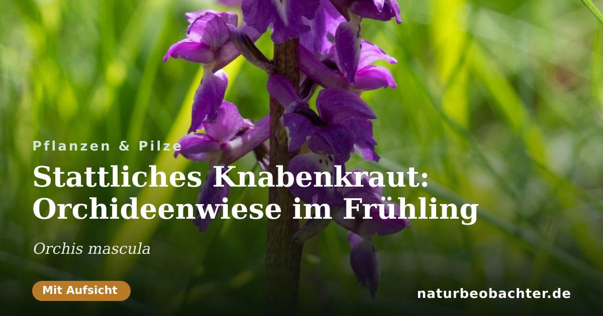 Vorschau der Teilen-Karte: Stattliches Knabenkraut: Orchideenwiese im Frühling