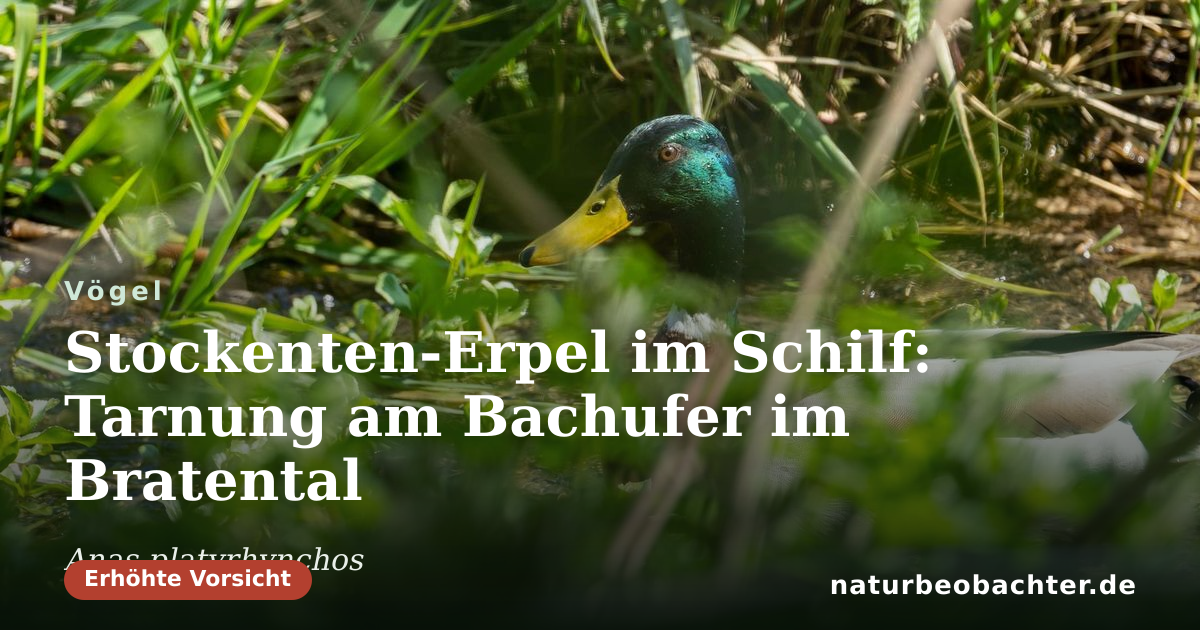 Vorschau der Teilen-Karte: Stockenten-Erpel im Schilf: Tarnung am Bachufer im Bratental