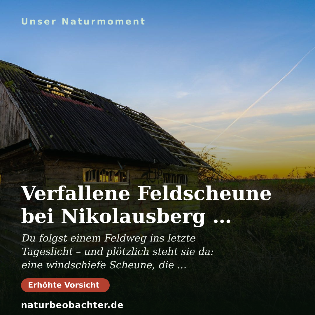 Druck-Vorschau: Verfallene Feldscheune bei Nikolausberg im Abendlicht