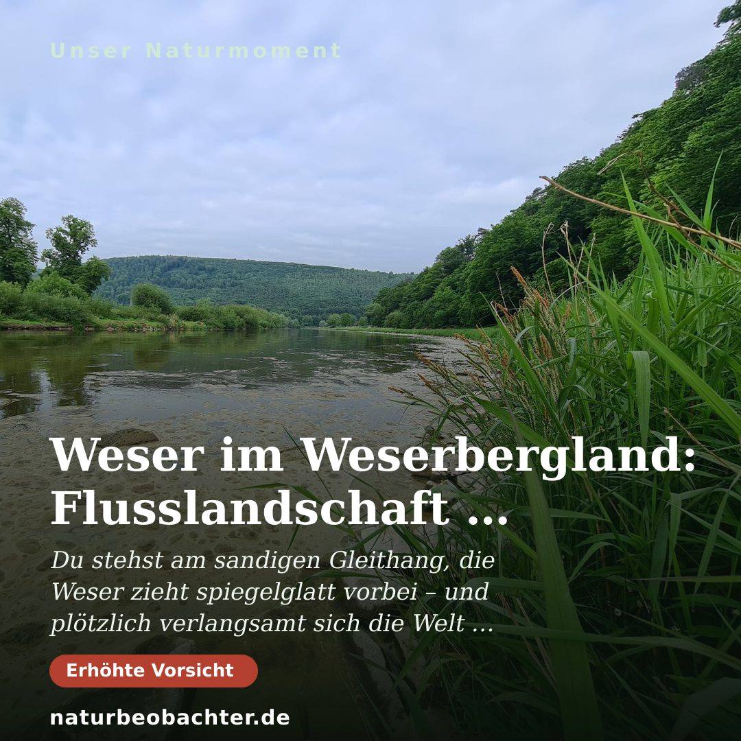 Druck-Vorschau: Weser im Weserbergland: Flusslandschaft & Angelplatz