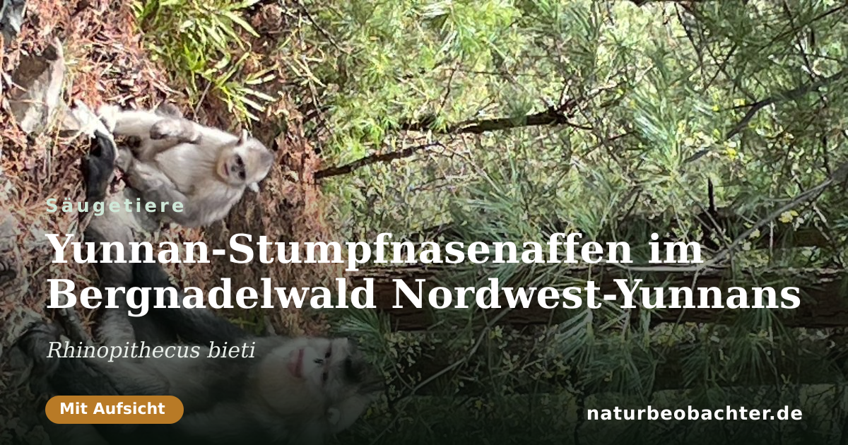 Vorschau der Teilen-Karte: Yunnan-Stumpfnasenaffen im Bergnadelwald Nordwest-Yunnans