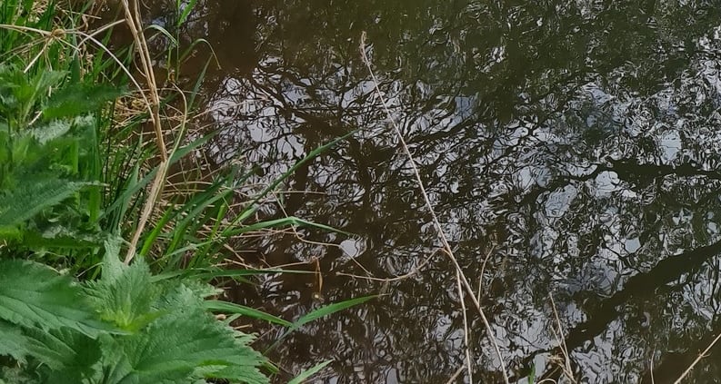 Bachforelle auf Krautsaum und Brennnesselbestand am Vordergrundufer