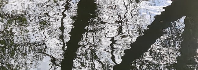 Bachforelle auf Totholzstamm an der Wasserlinie am Gegenufer