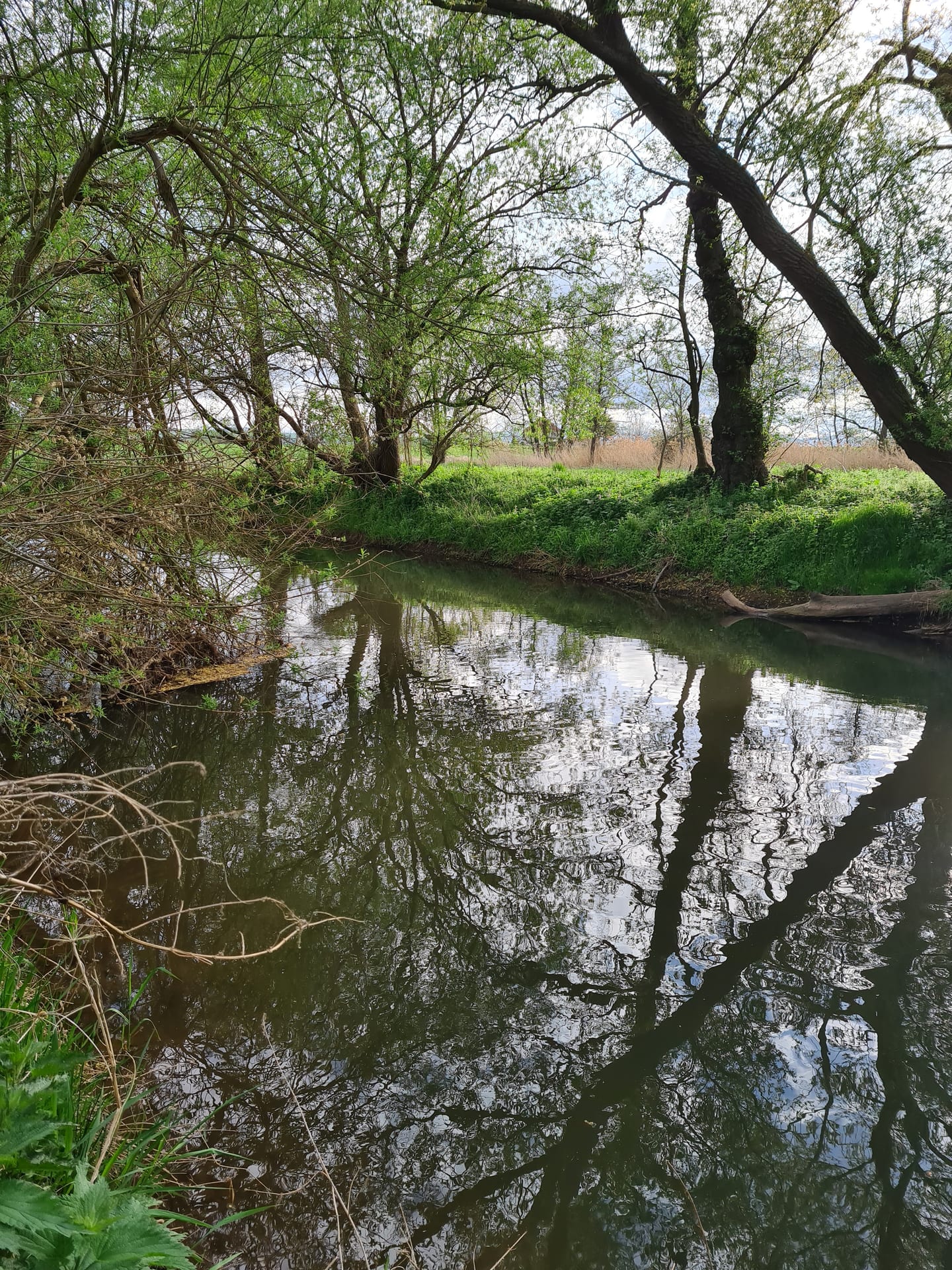 Bachforelle auf Überhängende Weidenäste über dem Wasser