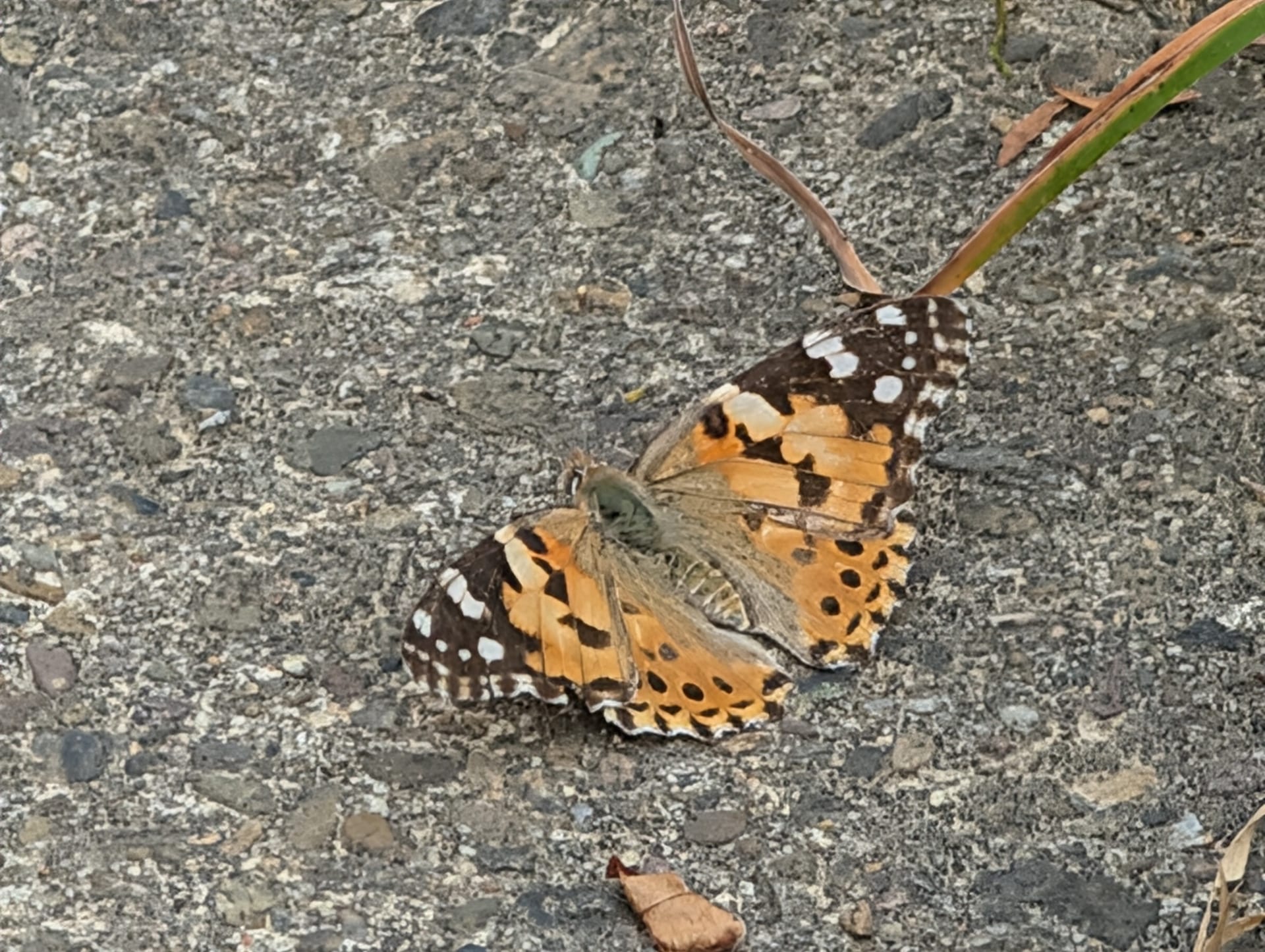 Distelfalter