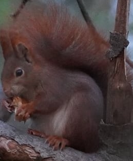 Eurasisches Eichhörnchen auf Abgestorbener Sitzast als Fressplatz