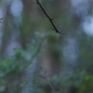 Eurasisches Eichhörnchen auf Immergrüner Unterwuchs am Boden