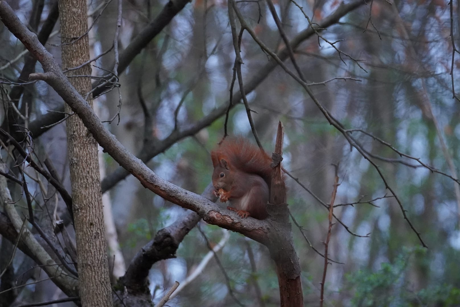 Eurasisches Eichhörnchen