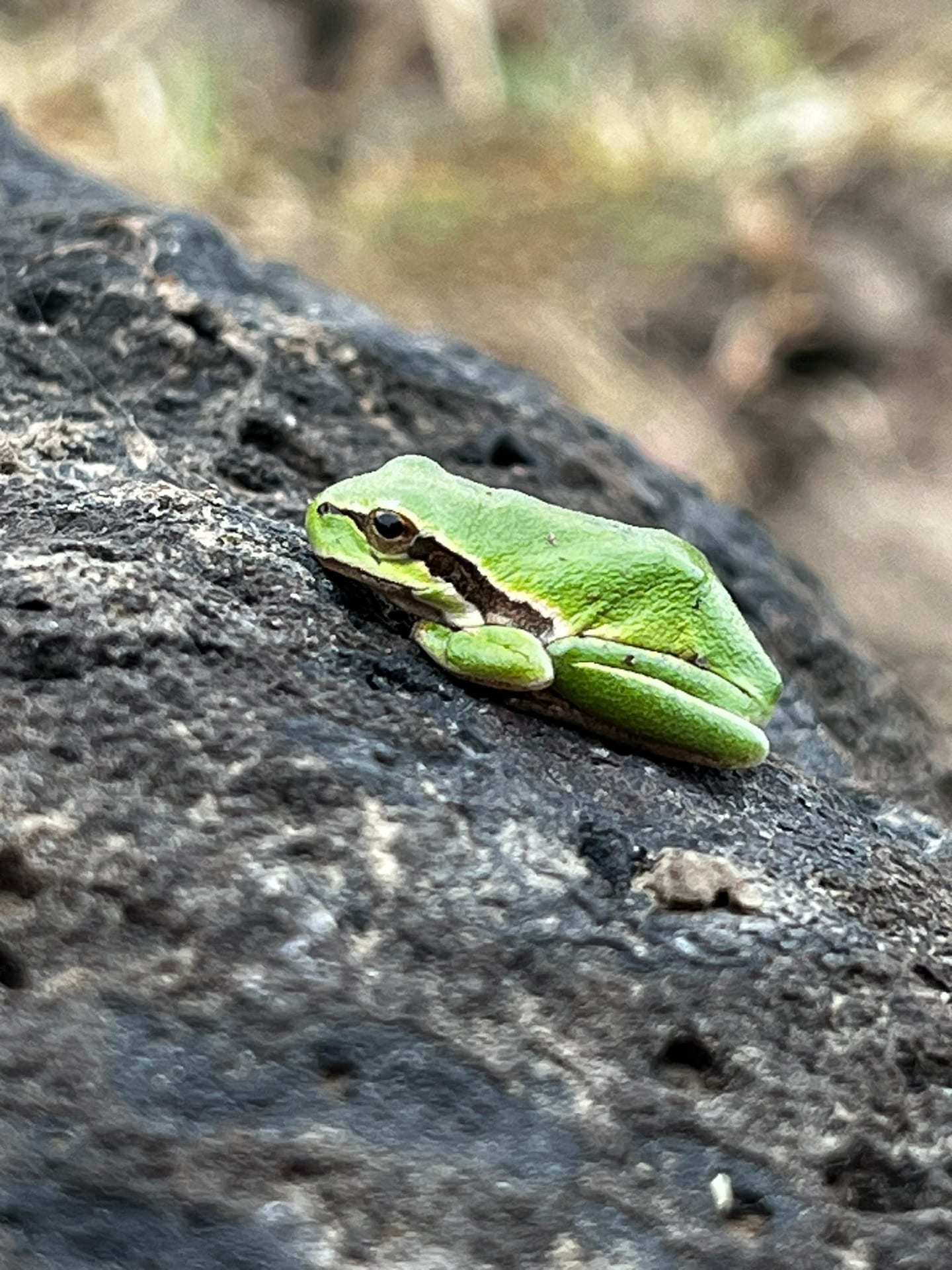 Europäischer Laubfrosch