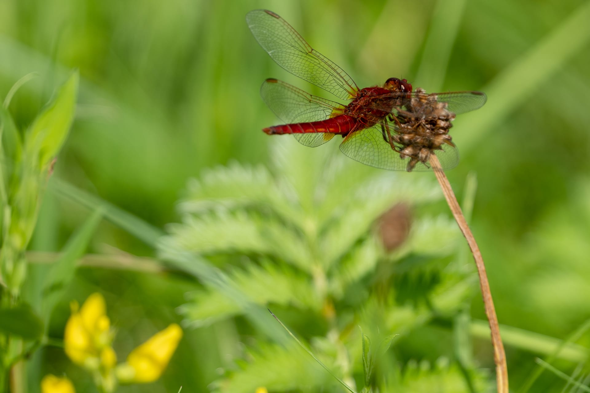 Feuerlibelle auf Blühaspekt mit gelber Schmetterlingsblüte