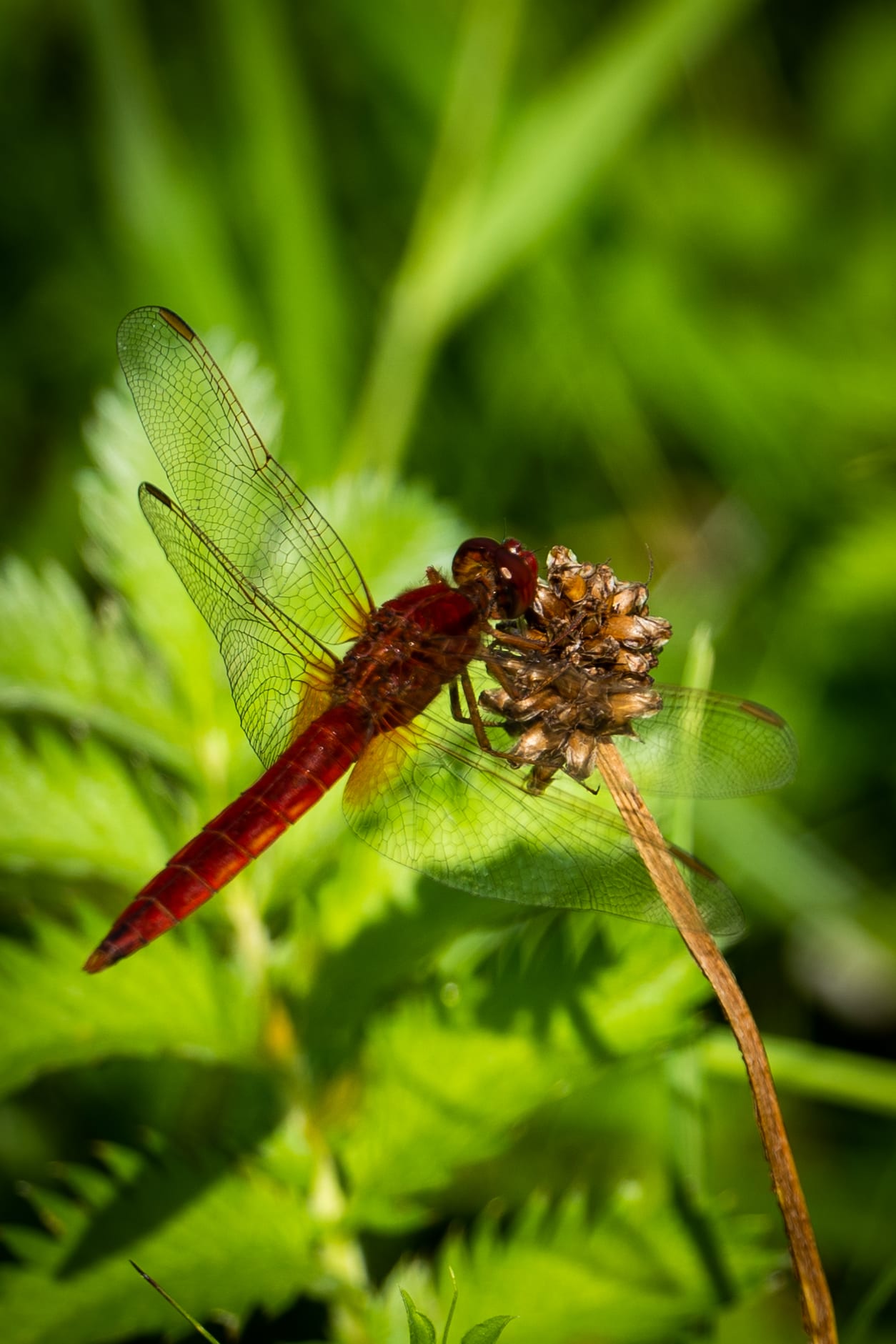 Feuerlibelle