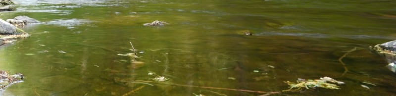 Rotbuche auf Strömungskante über Geröllgrund