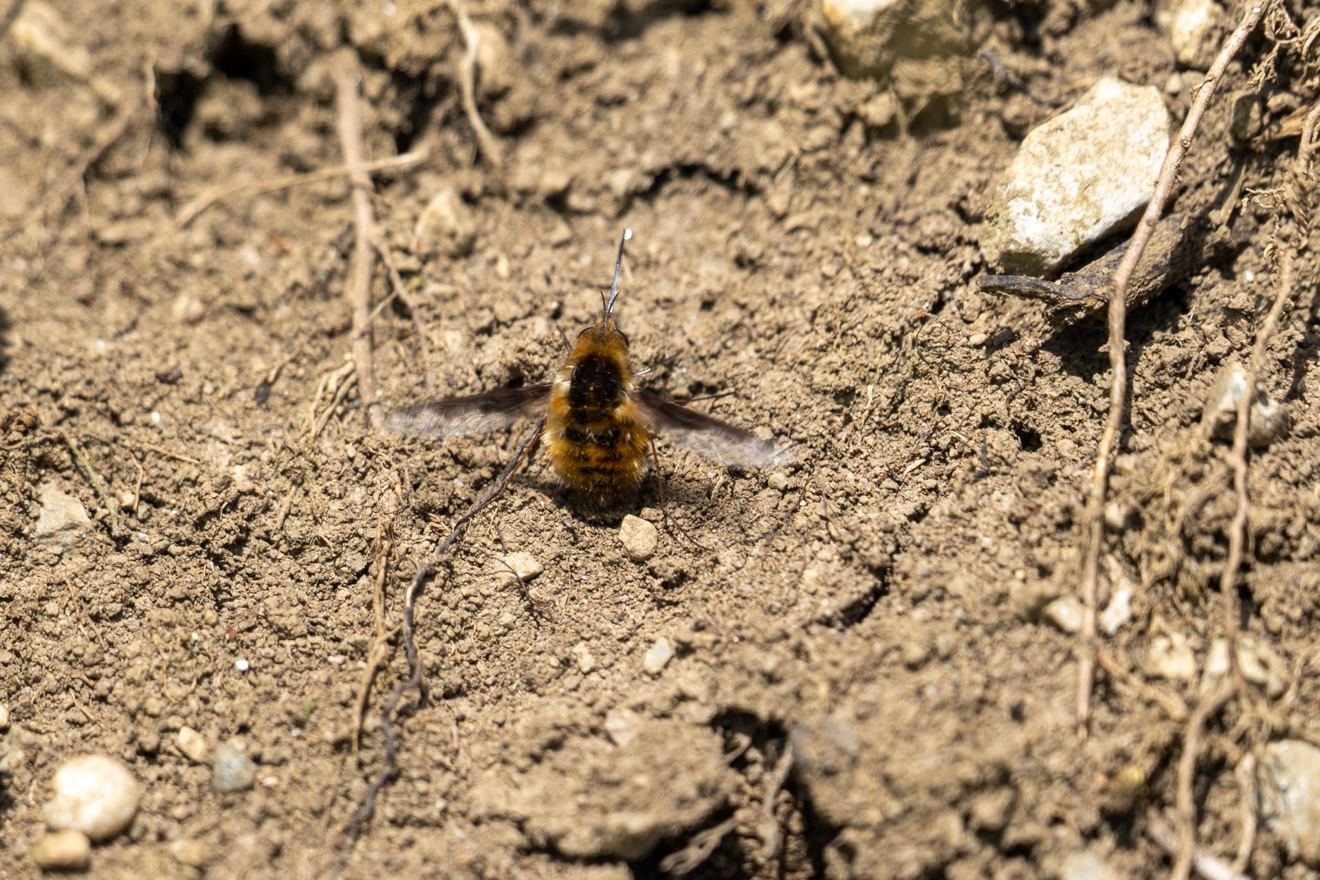Pelziger Wollschweber mit langem Rüssel sitzt und schwebt über offenem, sonnigem Erdboden.