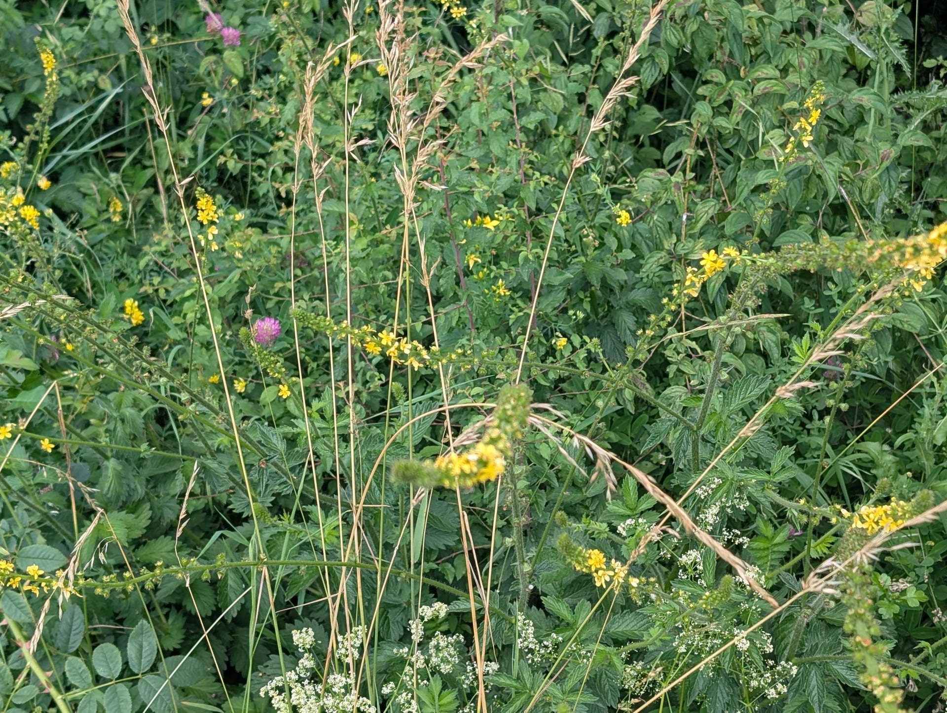 Gewöhnlicher Odermennig auf Weißes Labkraut / Doldenblüten am Bodenrand