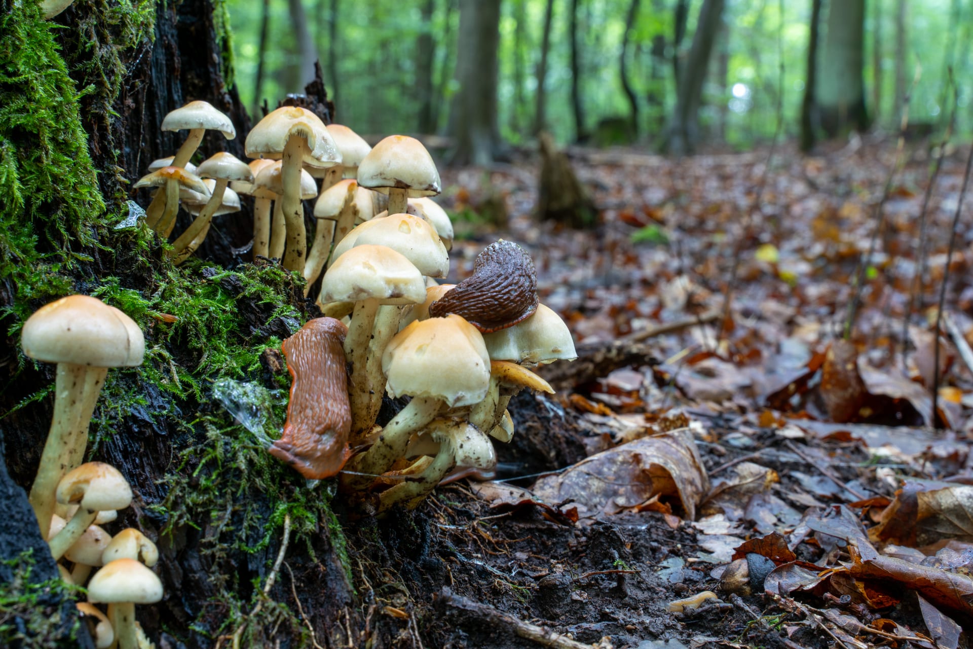 Büschel hellgelber Pilze an moosigem Baumstumpf mit braunen Nacktschnecken im Laubwald.