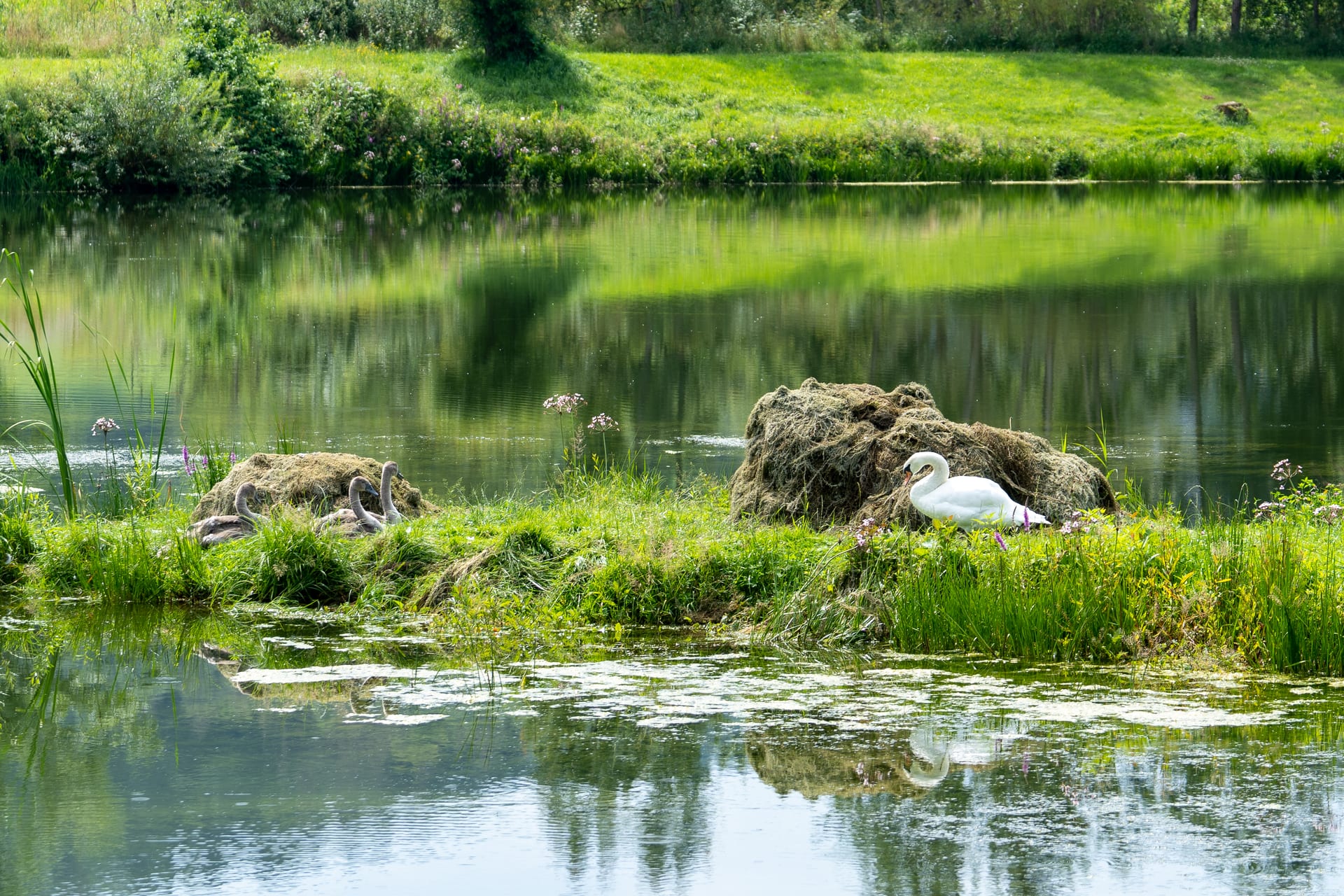 Höckerschwan auf Blühender Ufersaum mit Blutweiderich