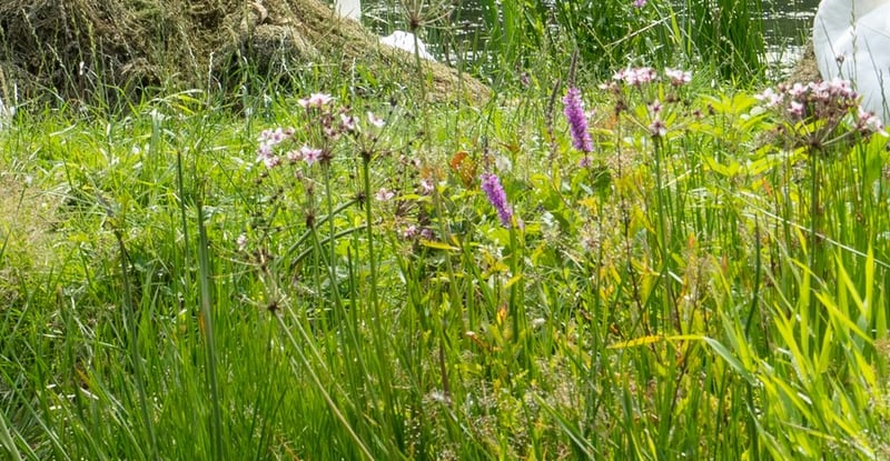 Höckerschwan auf Blühender Ufersaum mit Blutweiderich