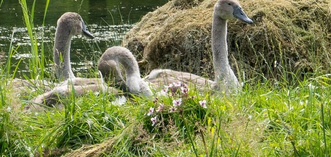 Höckerschwan auf Graue Jungschwäne im Ufergras