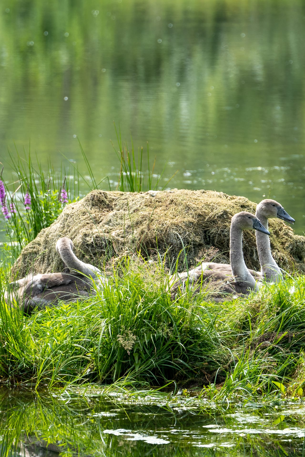 Höckerschwan auf Offene Wasserfläche mit Spiegelung