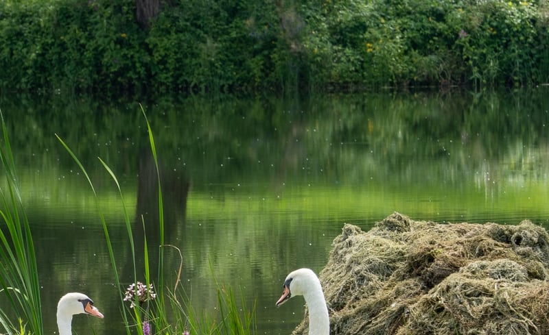 Höckerschwan auf Offene Wasserfläche mit Spiegelung